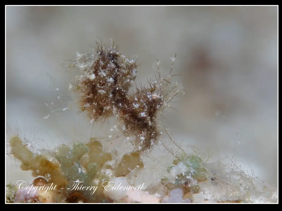 Anilao Macro Dive Media Highlight